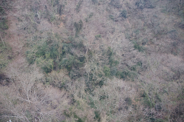 Floresta japonesa no inverno vista de cima
 - Foto, Imagem