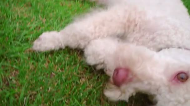 Faccia da cane da vicino. Cane leccare le labbra. Animaletto giocoso sdraiato sull'erba. Bocca di cane aperta
 - Filmati, video