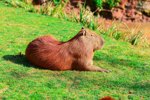 Капібара гігантський щур
 - Фото, зображення