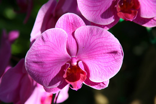 Orchidées pourpres / Orchidées tropicales / Orchidées thaïlandaises
 - Photo, image