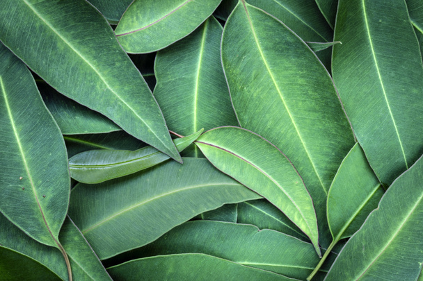 Eucalipto foglie cornice completa vista in alto
 - Foto, immagini
