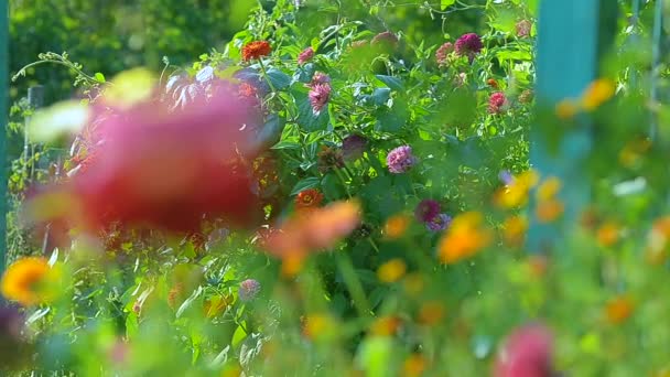 Krásné barevné květiny v letní zahradě, růžové a červené květiny zblízka na pozadí květinové záhony. - Záběry, video