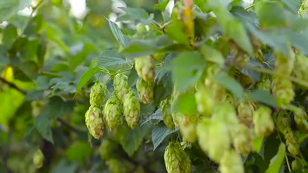Hops planta, crescendo no jardim, na fazenda. Ingrediente lúpulo para cerveja e kvass
 - Filmagem, Vídeo