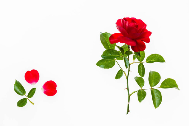 Roter Tee Rose isoliert auf weißem Hintergrund - Foto, Bild