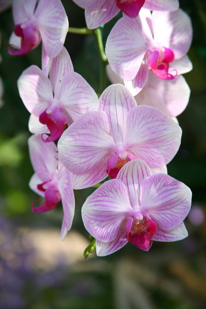 Orchidées pourpres / Orchidées tropicales / Orchidées thaïlandaises
 - Photo, image