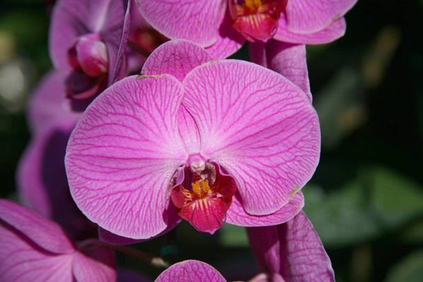 Фиолетовые орхидеи / тропические орхидеи / Тайские орхидеи
 - Фото, изображение