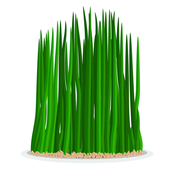 Nowruz holiday grass semeni on plate - Vector, Image