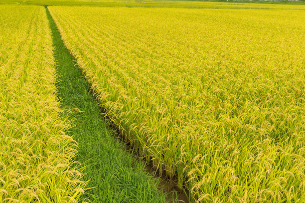 зелене рисове поле
  - Фото, зображення