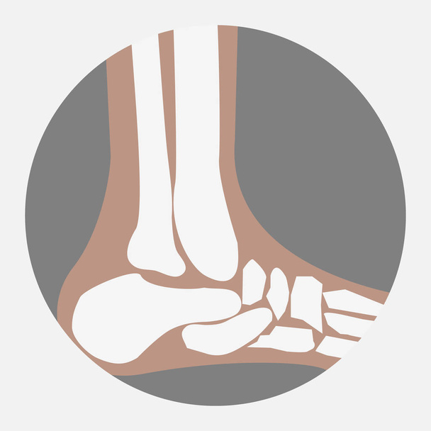 huesos del pie humano - Vector, Imagen