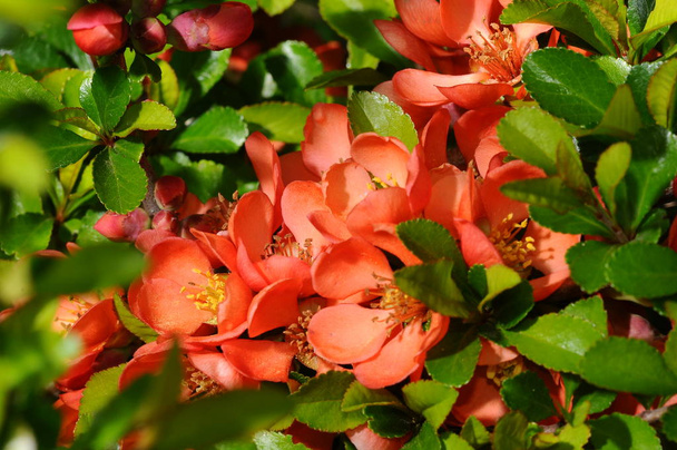 Quittenblüten in der Natur - Foto, Bild