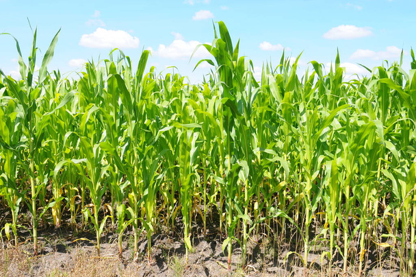 Corn field on blue sky background. - Photo, Image