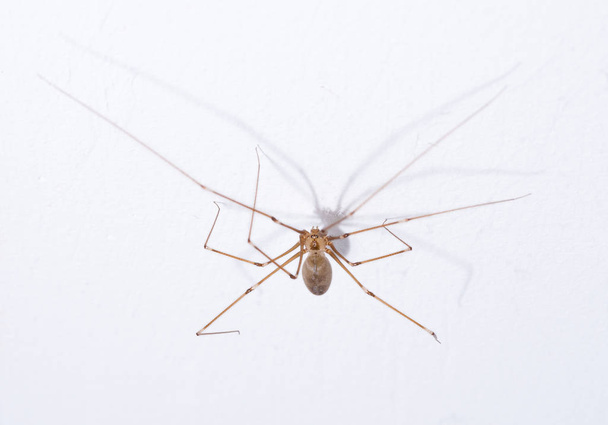 L'araignée au plafond
 - Photo, image