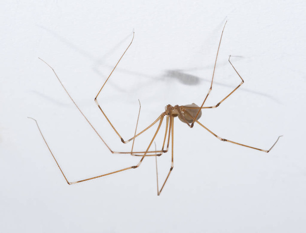 Pavouk na strop - Fotografie, Obrázek