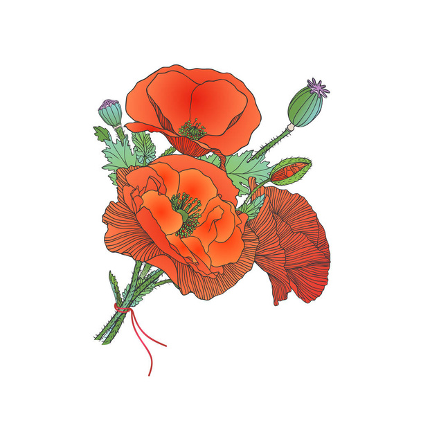 red poppy bouquet, vector - Vector, Image