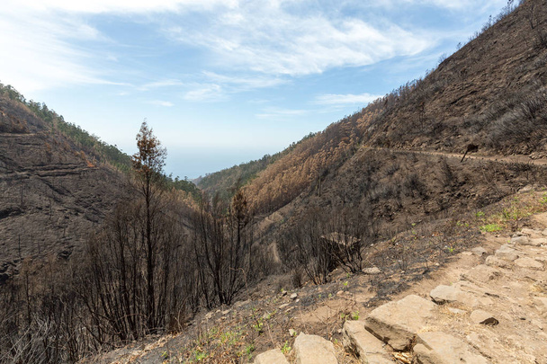 Florestas do património mundial da Madeira terrivelmente destruídas por incêndios em 2016. Algumas árvores têm uma enorme vontade de vida e sobreviveram a este desastre.
. - Foto, Imagem