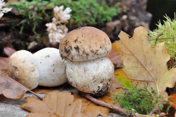 Porcini mushrooms - Photo, Image