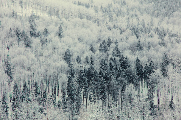 Mistério floresta de neve
  - Foto, Imagem