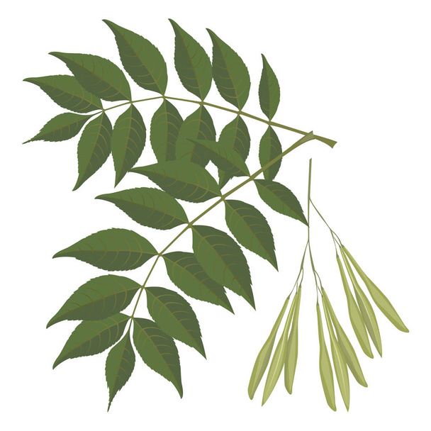 Ash tree leaves isolated on white background. Vector realistic illustration - Vektör, Görsel