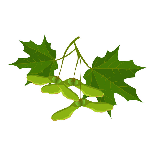 Maple leaves and samara isolated on white background. Realistic vector - Vector, Image