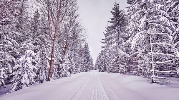 雪で覆われた林道のトーンのカラー写真 - 写真・画像