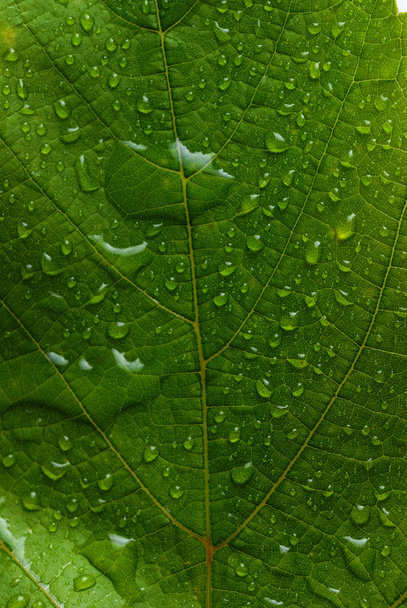 Green leaf - Foto, Imagem