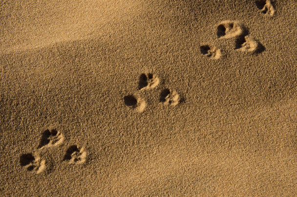 dierlijke sporen op zand, desert Sahara, Marokko - Foto, afbeelding