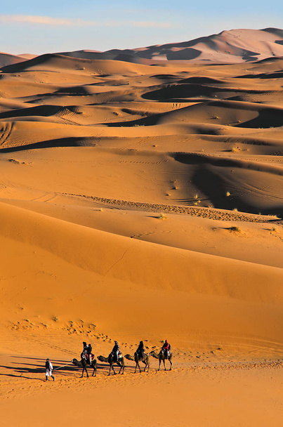 matkustaa kamelit autiomaassa, Saharassa, Marokossa
 - Valokuva, kuva