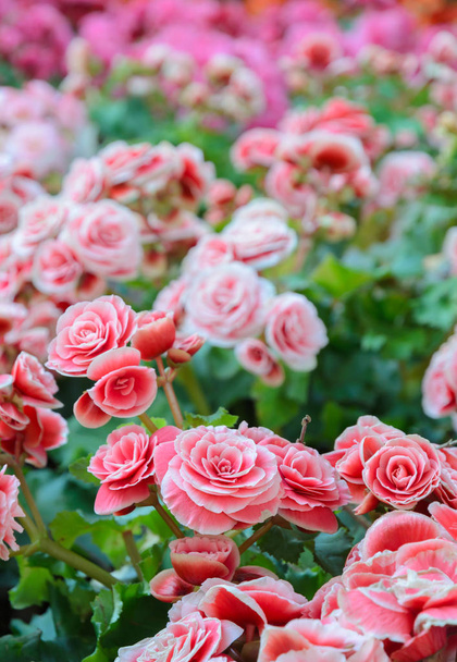 Fleur de bégonia rose
 - Photo, image