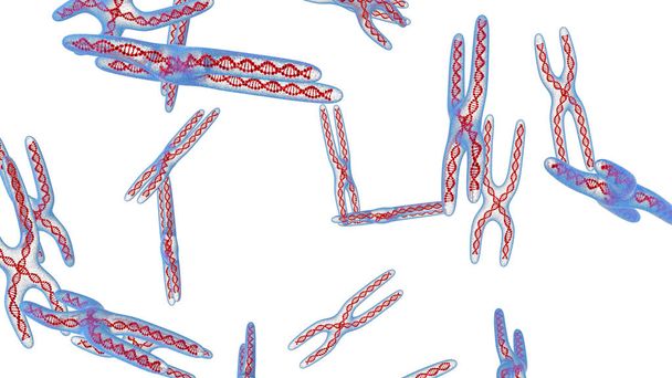 X-kromosomi. 3D tehdä eristetty
 - Valokuva, kuva