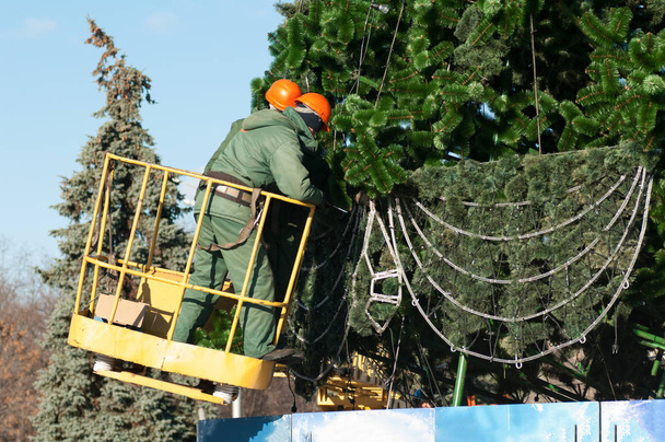 deux ouvriers décorant l'arbre de Noël
 - Photo, image