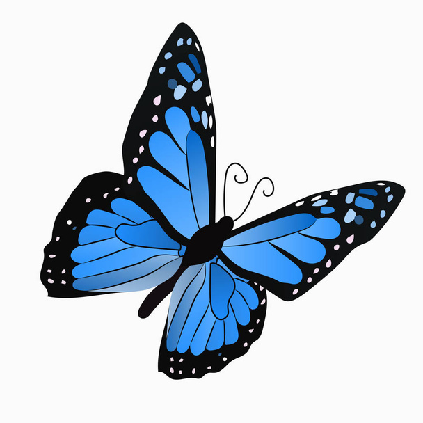 illustration of a colorful butterfly - Vector, Image