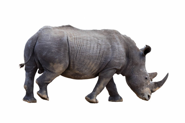 Rhinocéros blanc isolé
 - Photo, image