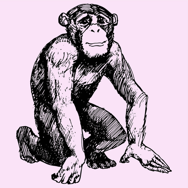 scimmia, seduto scimpanzé guarda
 - Vettoriali, immagini