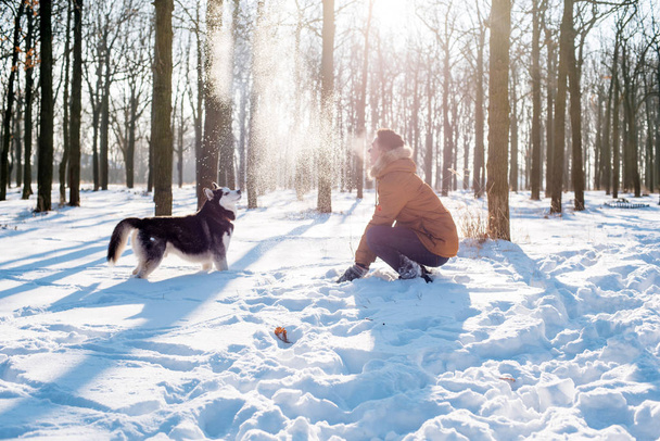 man playing with siberian husky dog in snowy park - 写真・画像