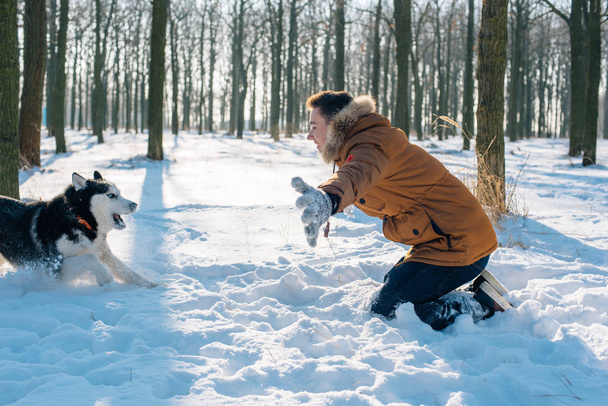 мужчина играет с сибирской хаски-собакой в снежном парке
 - Фото, изображение