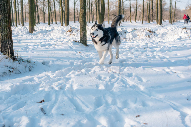 siberian husky dog in snowy park - Фото, изображение