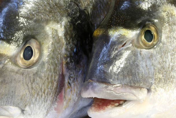 τα μάτια των δύο τσιπούρα ψάρι βλέποντας - Φωτογραφία, εικόνα