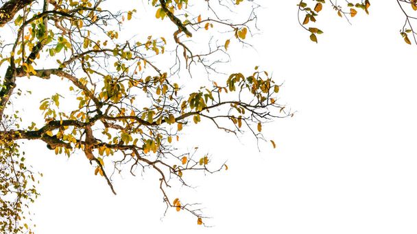 The tree leaf - Fotografie, Obrázek