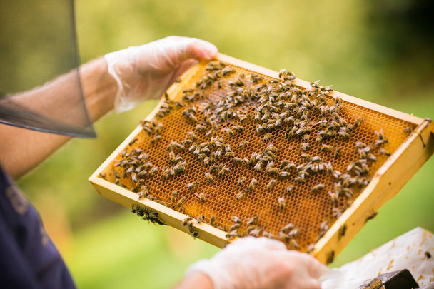 the bees at work - Foto, Bild