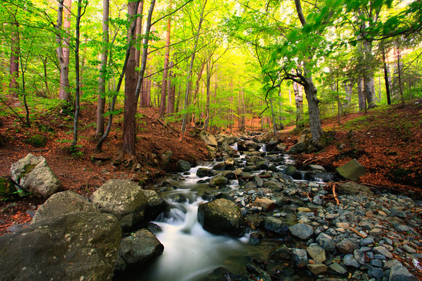 Bulgarian forest stream - Photo, Image