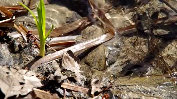 Common Frog in the river - 映像、動画