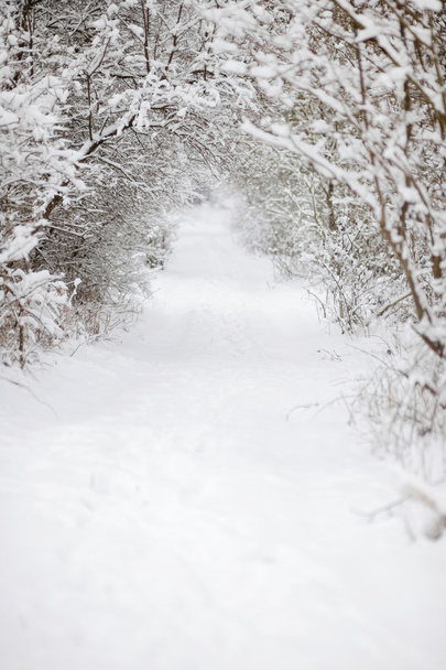 White snowy forest road - Фото, изображение