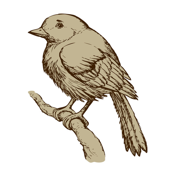 Pássaro. Desenho vetorial
 - Vetor, Imagem