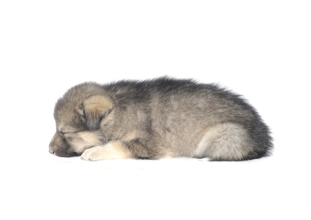 Cute puppy - Foto, afbeelding