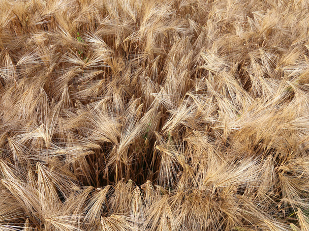 sfondo di spighe quasi mature di grano
 - Foto, immagini