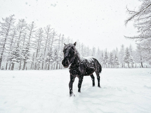 horse in winter hokkaido - Фото, изображение