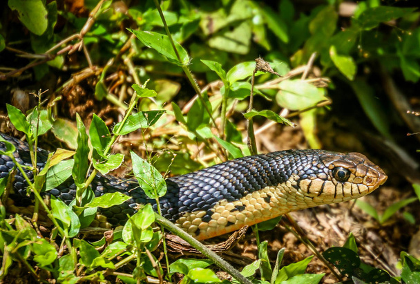 Чорна змія в джунглях Мадагаскару - Фото, зображення