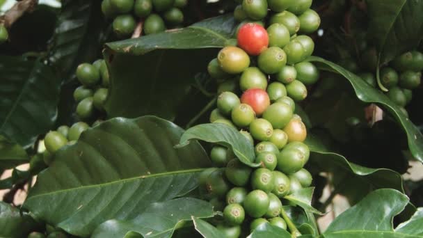 Coffee beans growing at the Doi Ang Khang Royal Agricultural station in Chiang Mai, Thailand. - Footage, Video