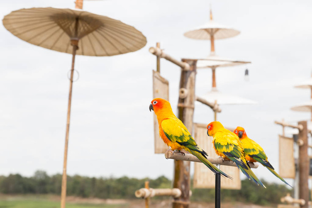 Sun Parakeet or Sun Conure, the beautiful yellow and orange parr - Photo, Image