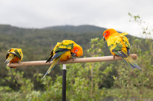 Папуга сонця або НД папуга, красиві жовті та оранжеві Парр - Фото, зображення